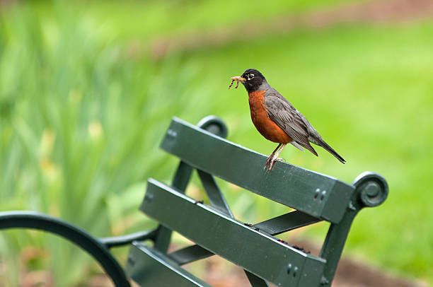 아메리카붉은가슴울새 온 파크 벤치 - the early bird catches the worm 뉴스 사진 이미지