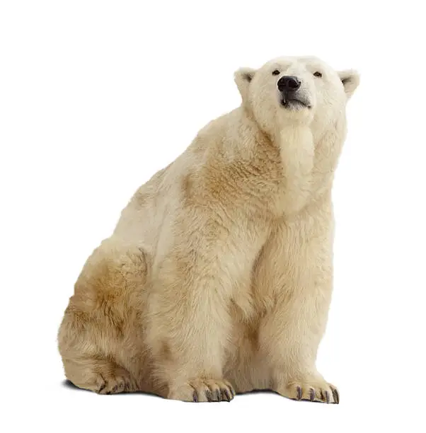 Sitting polar bear. Isolated over white background with shade