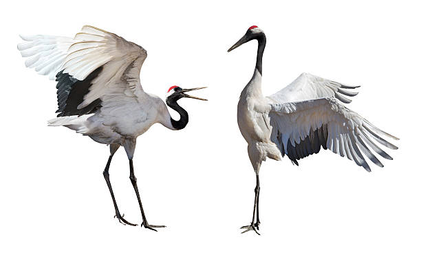 istock Japanese cranes courtship dance isolated on white 188067943
