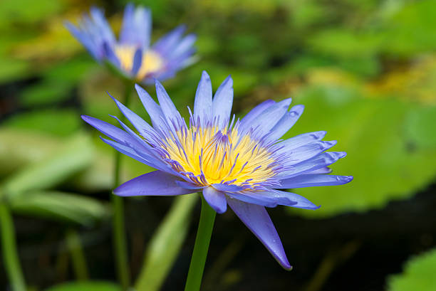 istock Blue lotus petals  and green leave 188067975
