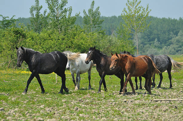 istock Herd of horses in a pasture 188068074