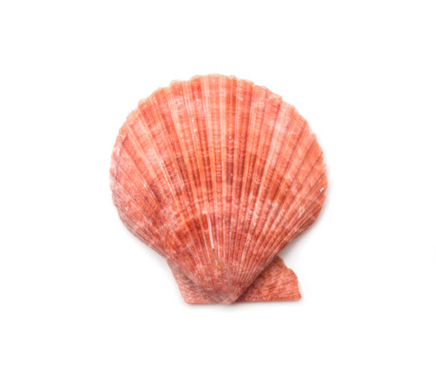 concha rosa aislada en blanco, vista superior - remote shell snail isolated fotografías e imágenes de stock