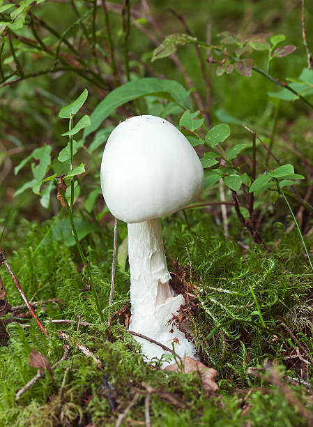 European destroying angel, Amanita virosa European destroying angel, Amanita virosa amanita phalloides stock pictures, royalty-free photos & images