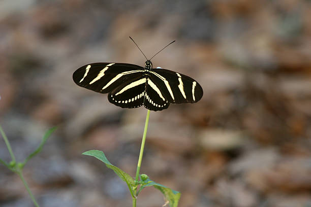 Papillon-zèbre - Photo