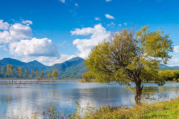 outono de wetland - lijiang landscape wetland marsh - fotografias e filmes do acervo