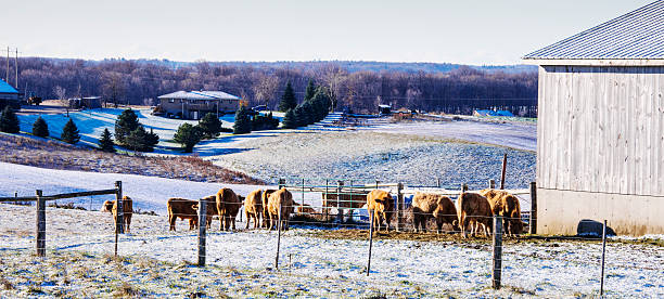 istock Limousin cattle by the barn in early morning light 188070673