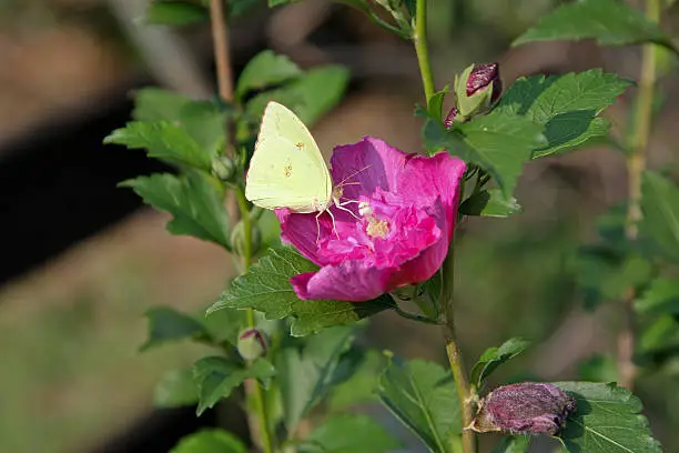 A yellow Southern Dogface butterfly sits to drink, or sip, nectar from a purple Rose of Sharon, mallow plant, with green background.
