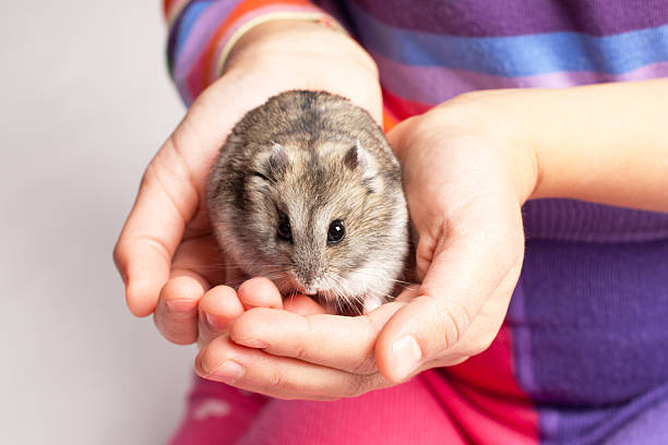 istock Djungarian hamster in girl hand 188071827