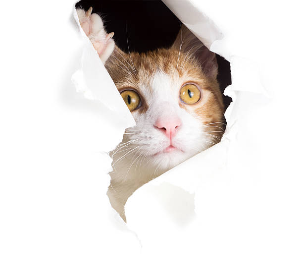 istock Dreamy cat looks through a hole in paper 188071885