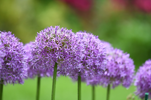 purple allium lucy ball flower blooming in spring