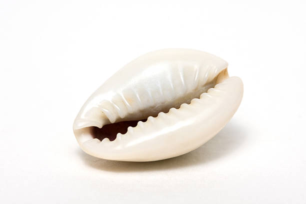 морской ракушка - cowrie shell стоковые фото и изображения