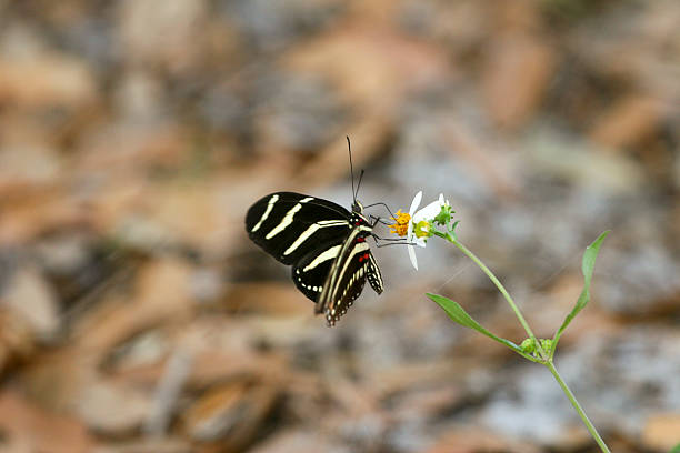 Papillon-zèbre - Photo