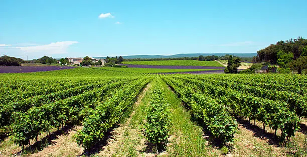 Photo of Vineyard in South of France