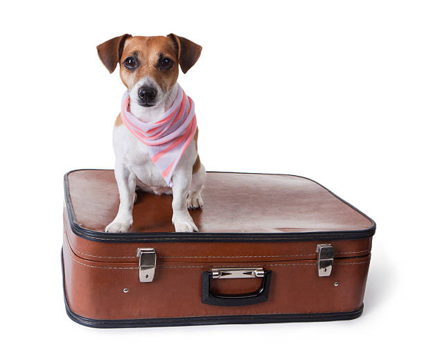 istock dog sits on closed suitcase for globetrotting 188072490