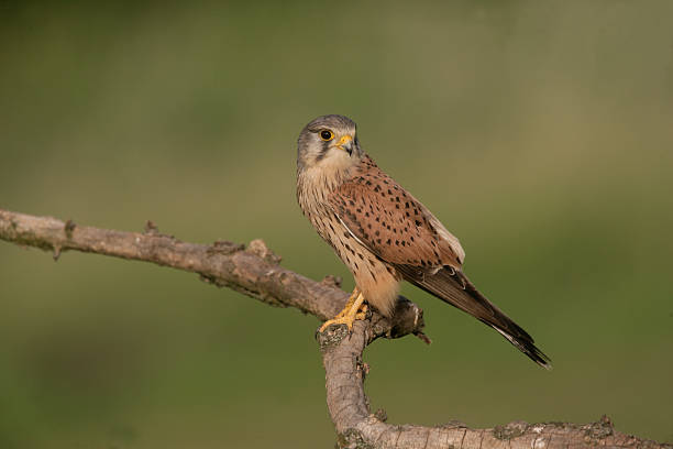 istock Kestrel, Falco tinnunculus 188072566