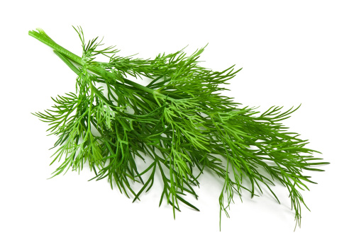 bunch fresh dill on white background