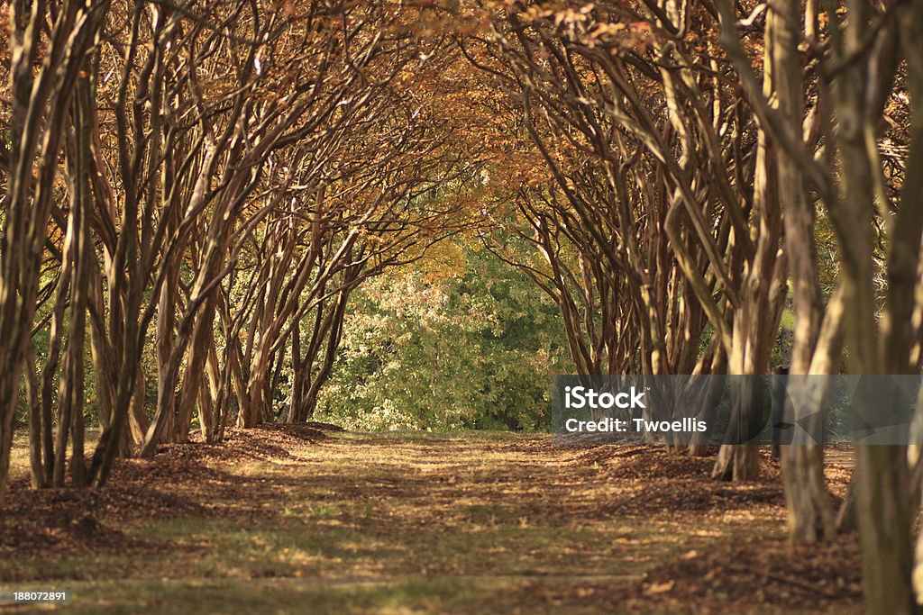 CrepeMyrtle2 Beautiful grove of crepe myrtle trees in the fall Autumn Stock Photo