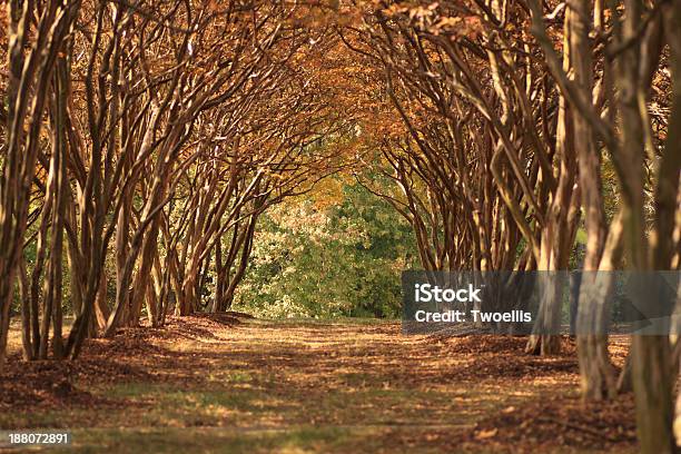 Crepemyrtle2 Stock Photo - Download Image Now - Autumn, Crêpe - Pancake, Forest