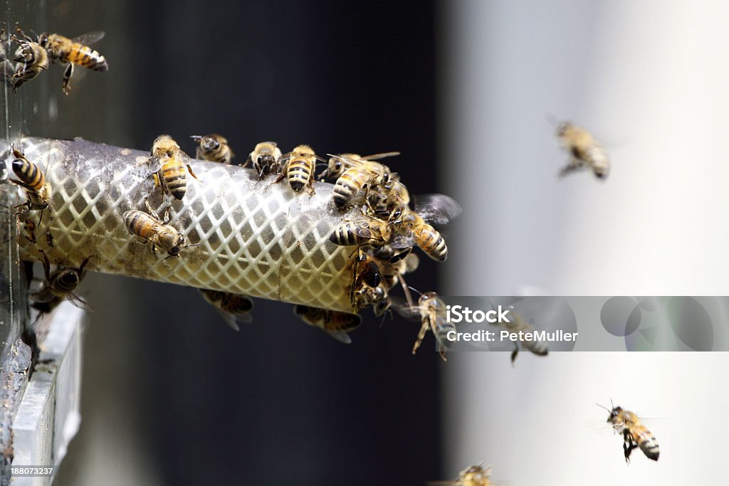 Miel bees - Foto de stock de Abeja libre de derechos