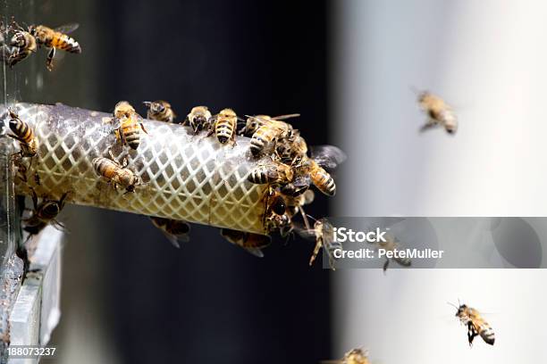 Miel Bees Foto de stock y más banco de imágenes de Abeja - Abeja, Amarillo - Color, Animal