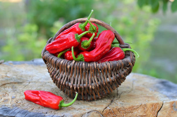 Red slightly hot pepper Pepperoncini Greek in a wicker basket.