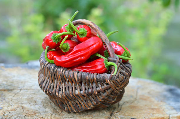 istock Wicker basket containing freshly picked red pepper pepperoncini. 1880735259
