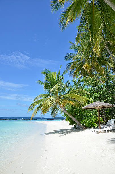 istock Tropical palm beach with sunbeds 188074392