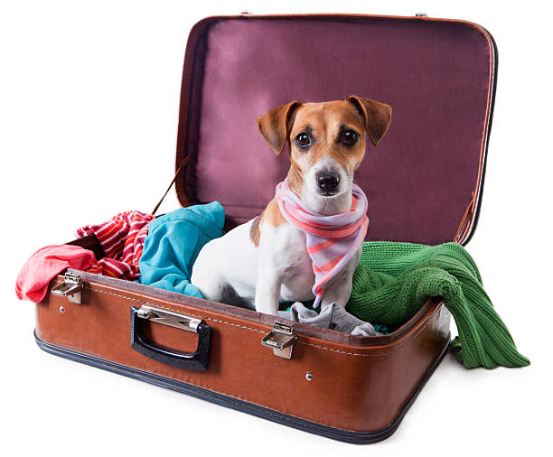 dog siting in suitcase for traveling