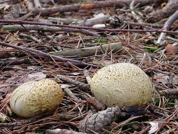 Scleroderma citrinum Pers. syn. S. aurantium (Vaill.) Pers. syn. S. vulgare Horn. Kartoffelbovist Scléroderme vulgaire, Scléroderme orangé Common Earthball. Fruit body 2–10cm across, subglobose, attached to the substrate by cord-like mycelial threads, wall dirty yellow to ochre-brown, thick and tough, coarsely scaly, breaking open irregularly to liberate the spores. Gleba purplish-black at first patterned by whitish veins, powdery when mature. Spores brown, globose, with a net-like ornamentation, 9–13m in diameter. Habitat on mossy or peaty ground on heaths or in rich woodland, especially on sandy soil. Season late summer to early winter. Common. Not edible. Distribution, America and Europe.