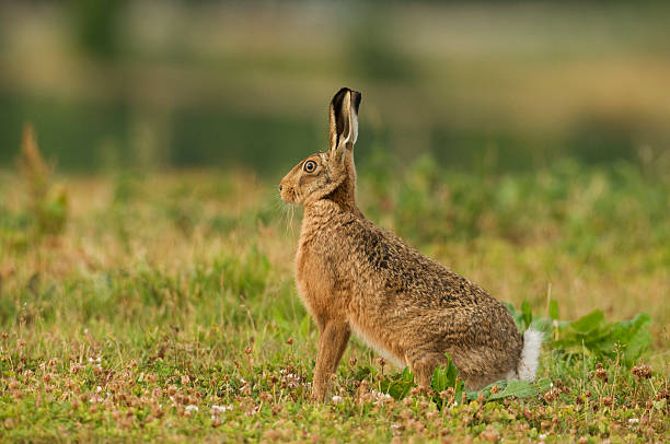 istock European Brown Hare (Lepus europaeus 188075739