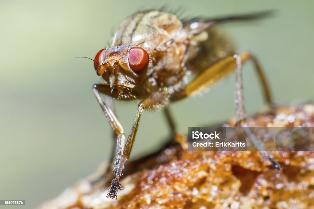 인물 사진 Muscid 플라이에는 - 로열티 프리 가까운 스톡 사진