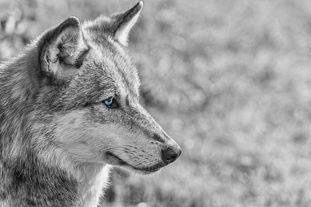 Black and white photograph of North American Gray Wolf, Canis Lupus, with blue eyes