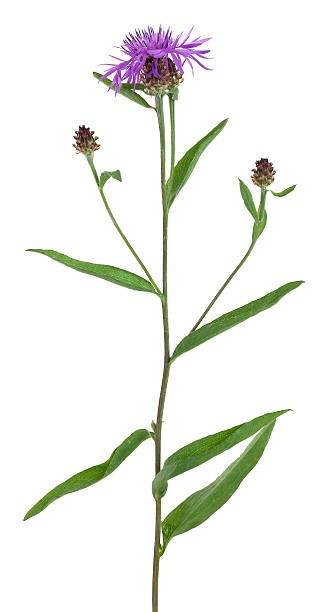 Brown Knapweed, Centaurea jacea isolated on white background