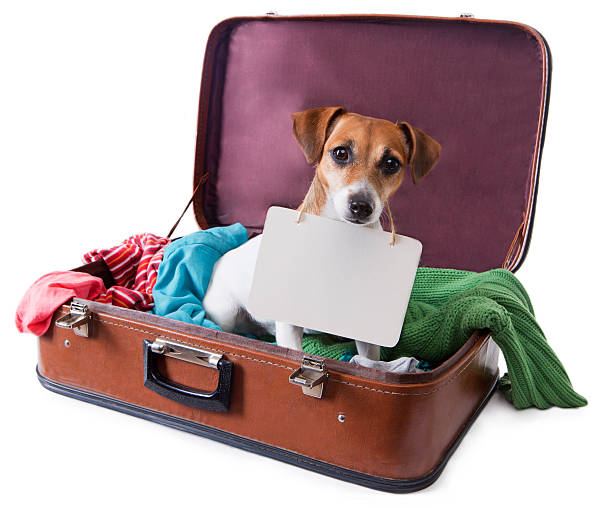 istock dog in suitcase with tablet where can place your text 188076002