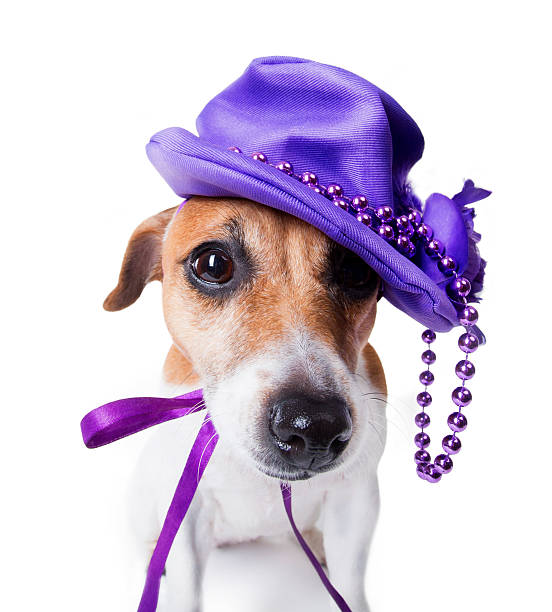 istock dog in the women's stylish violet hat 188076124