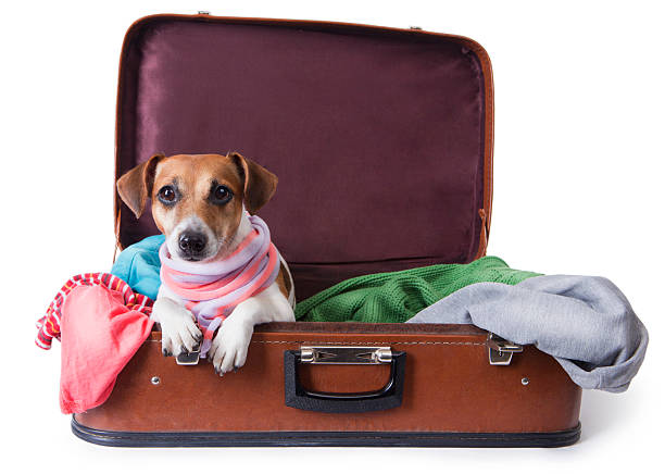 istock dog lying in a suitcase for traveling 188076597