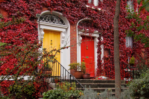Some Dublin doors are surrounded by ivies in autumn.