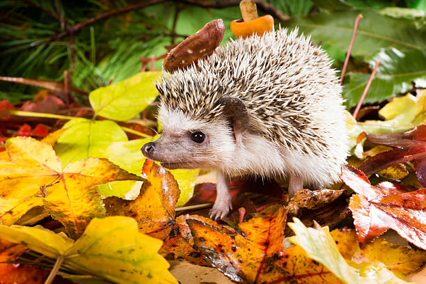 Hedgehog (Atelerix albiventris) walks with mushrooms on the back of the autumn forest