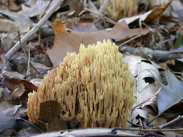 istock Clavaroid Fungus (Ramaria stricta) 188077750