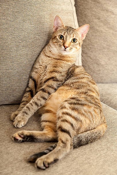 istock kitty in his chair 188079465