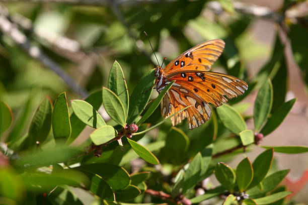 Agraulis vanillae - Photo