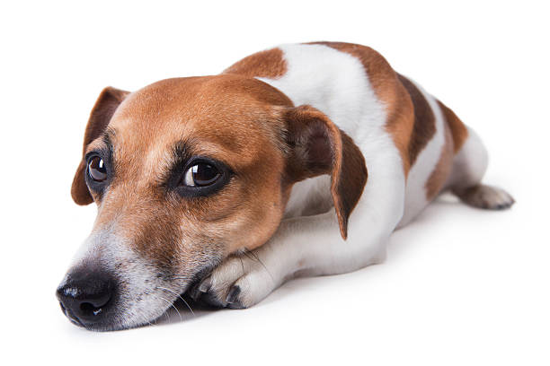 istock Dog sad big eyes. fatigue 188079988