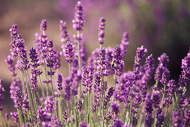 istock Lavender flowers in the field 188080131