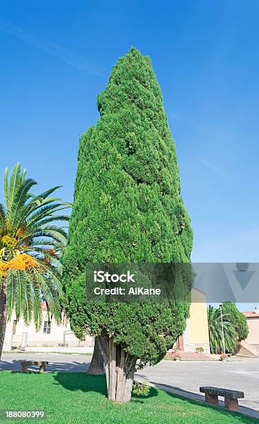 Cypress En La Plaza Foto de stock y más banco de imágenes de Aire libre - Aire libre, Aldea, Campo - Tierra cultivada