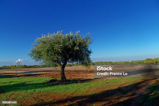 Photo libre de droit de Paysage De Puglia Terre banque d'images et plus d'images libres de droit de Agriculture - Agriculture, Bleu, Ciel sans nuage