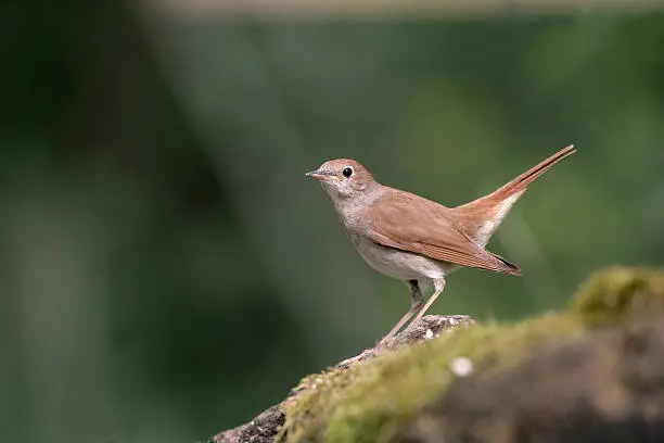 Nightingale, Luscinia megarhynchos, single bird on branch, Hungary