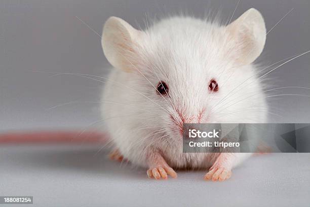 Albino Mouse Pose Stock Photo - Download Image Now - Mouse - Animal, Laboratory, White Color