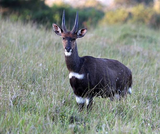 Bushbusk Antelope Shy Bushbuck antelope standing in the long African grass bushbuck photos stock pictures, royalty-free photos & images
