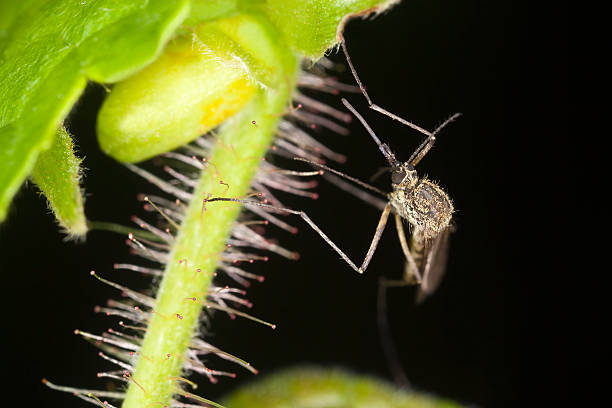 komar malaryczny na sticticus liść - haustellum zdjęcia i obrazy z banku zdjęć