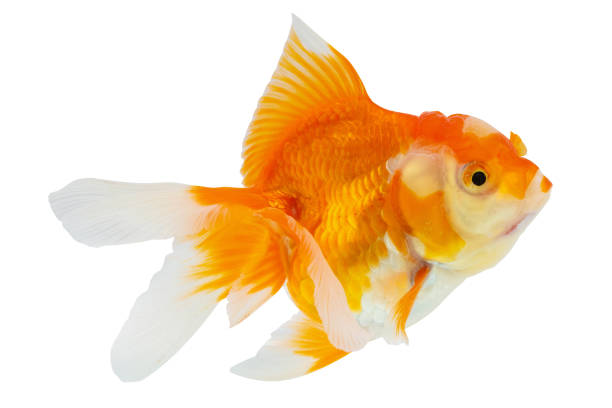 istock Oranda goldfish isolated on white background close up 1880831716